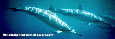 wild dolphins underwater